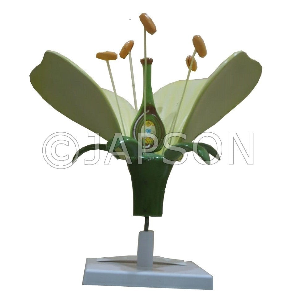 Model, Flower on Stand